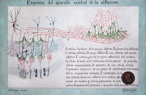 Neuronas del sistema olfativo